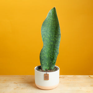 medium whalefin sansevieria in two tone cream and white ceramic pot, set against a bright yellow background