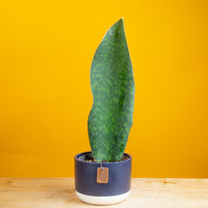 medium whalefin sansevieria in two tone navy blue and white ceramic pot, set against a bright yellow background