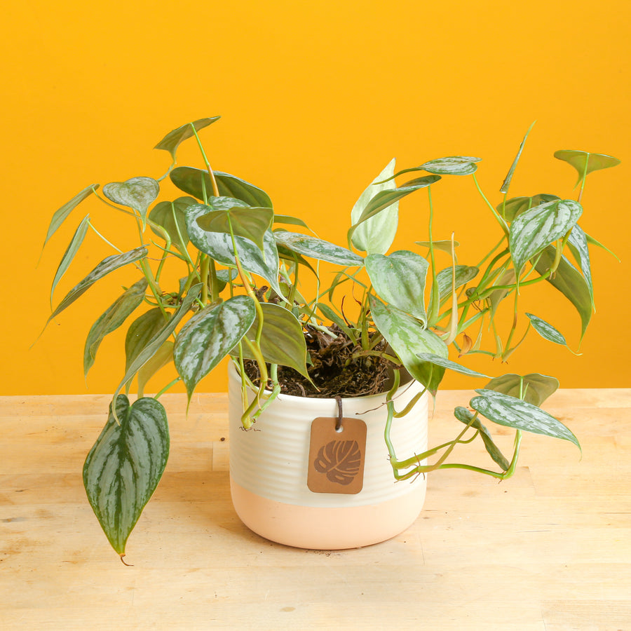 small philodendron brandtianum in a ceramic two tone cream and white pot, set against a bright yellow background