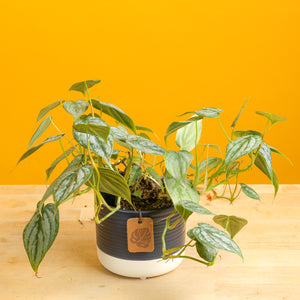 small philodendron brandtianum in a ceramic two tone navy blue and white pot, set against a bright yellow background