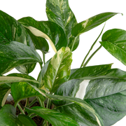 variegated albo pothos Albo Pothos