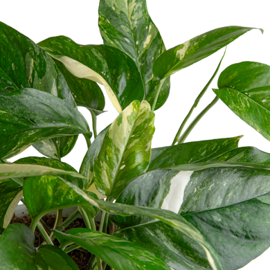 Albo Pothos