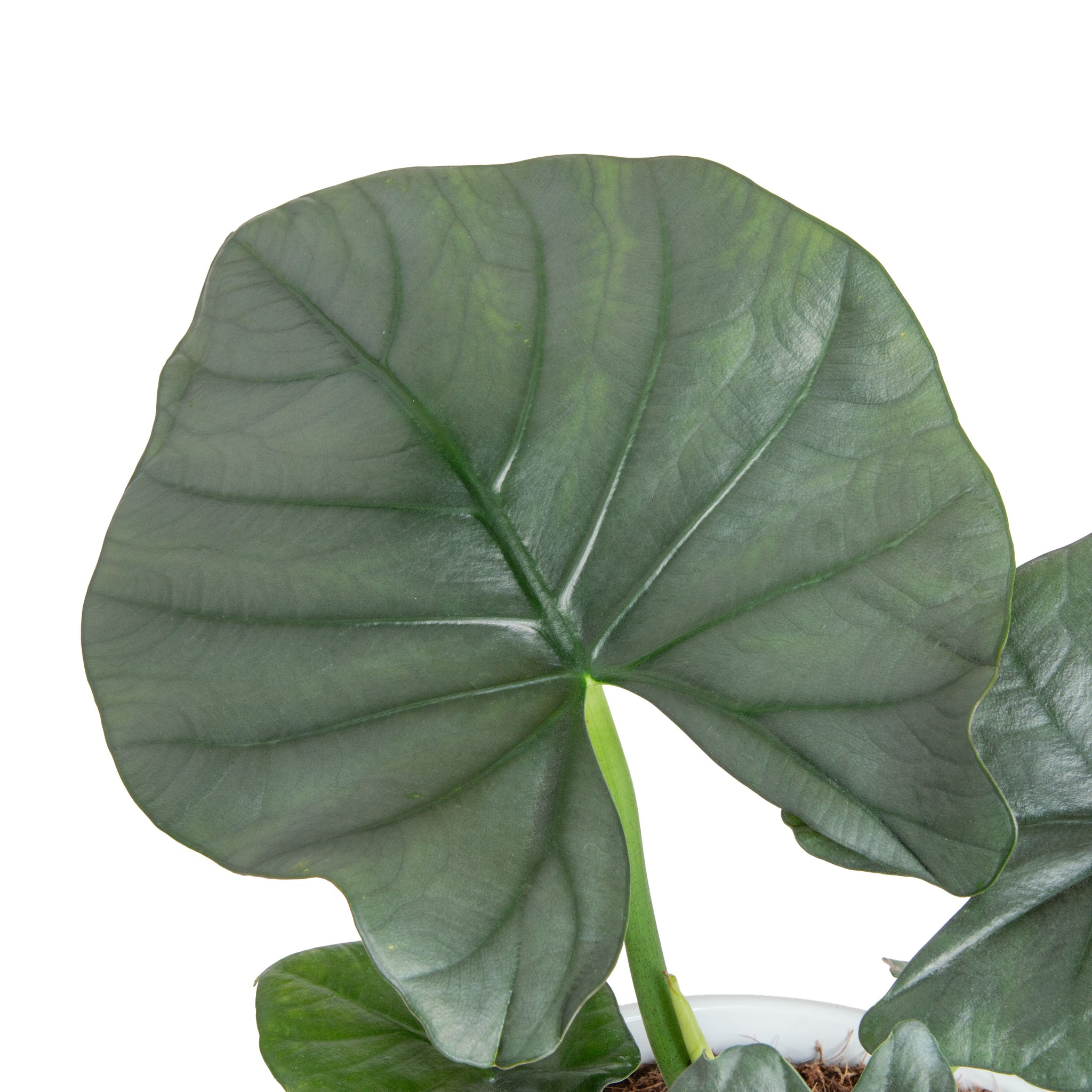 detailed close up of the alocasia reginae foliage to showcase the deep rich green of its leaves and the thick veins