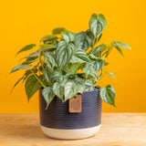 medium philodendron brandtianum in a ceramic two tone navy blue and white pot, set against a bright yellow background