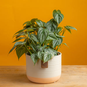 medium philodendron brandtianum in a ceramic two tone cream and white pot, set against a bright yellow background