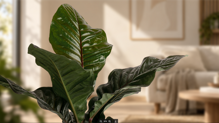 Anthurium Hookeri Dark Is Here 