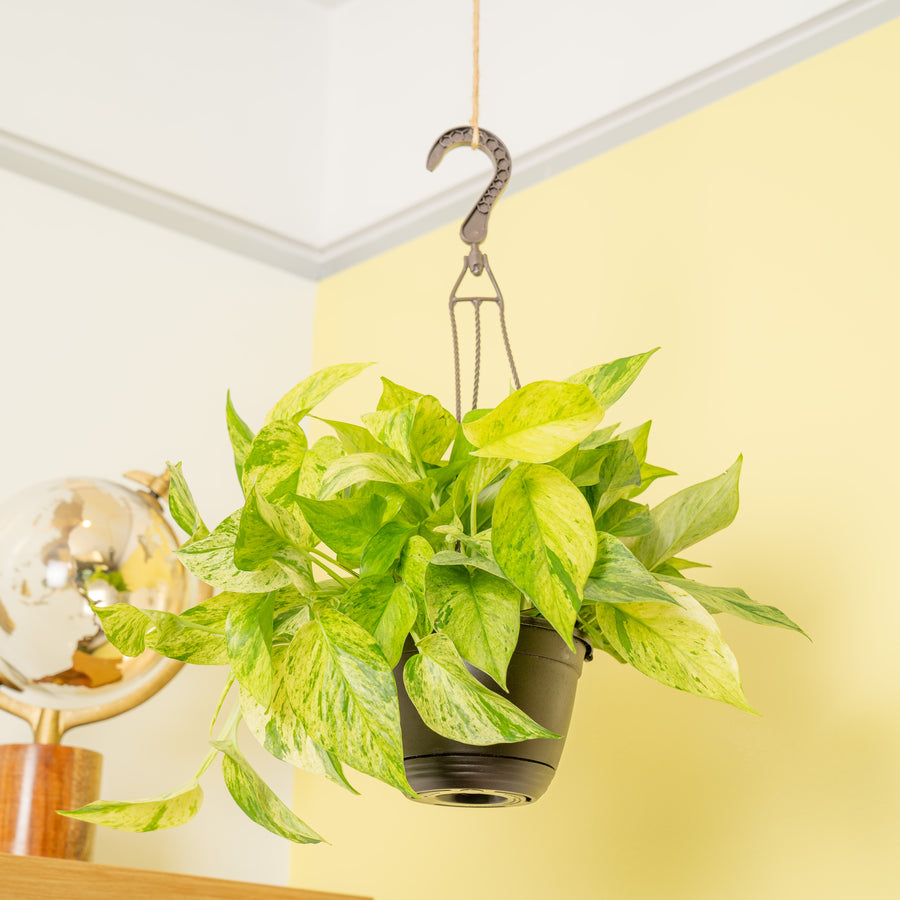 A Jessenia Pothos plant hangs from the ceiling in a black hanging basket.