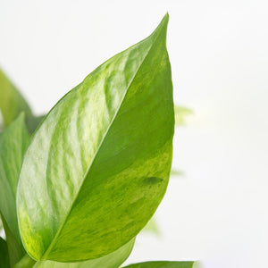 A close-up foliage image of the Jessenia Pothos. The leaves have splashes of yellow & green. 