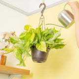 A Jessenia Pothos plant hangs from the ceiling in a black hanging basket. An arm reaches out with a silver watering can to water the plant. 