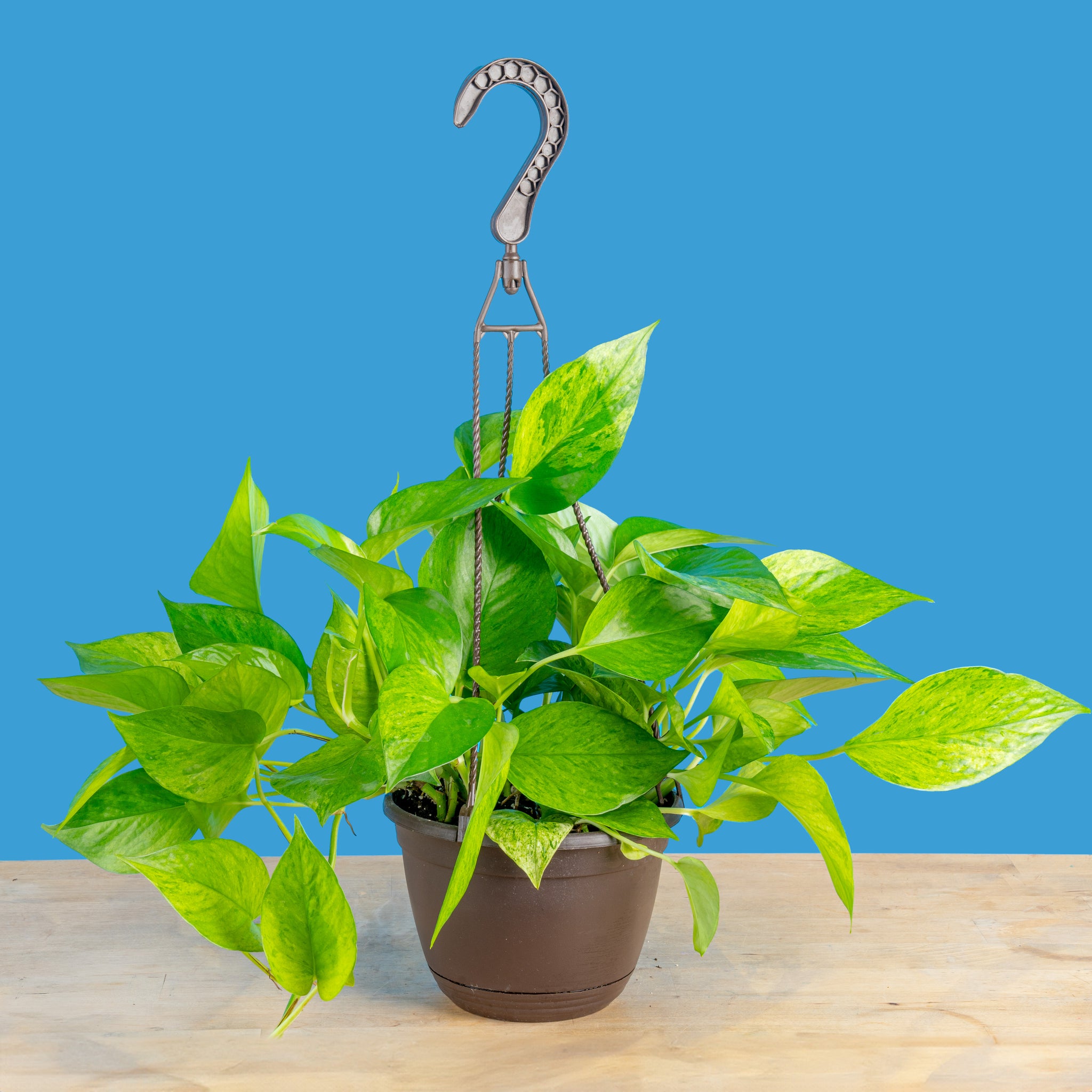 A Jessenia Pothos sits on a light-wooden table with a blue backdrop. It is in a black hanging grow pot. 