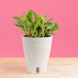 Pothos Krabi | medium