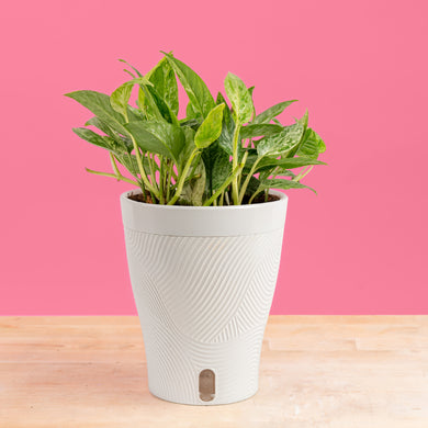 21.5-inch pot elevators for plants Pothos Krabi