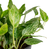Pothos Krabi | medium