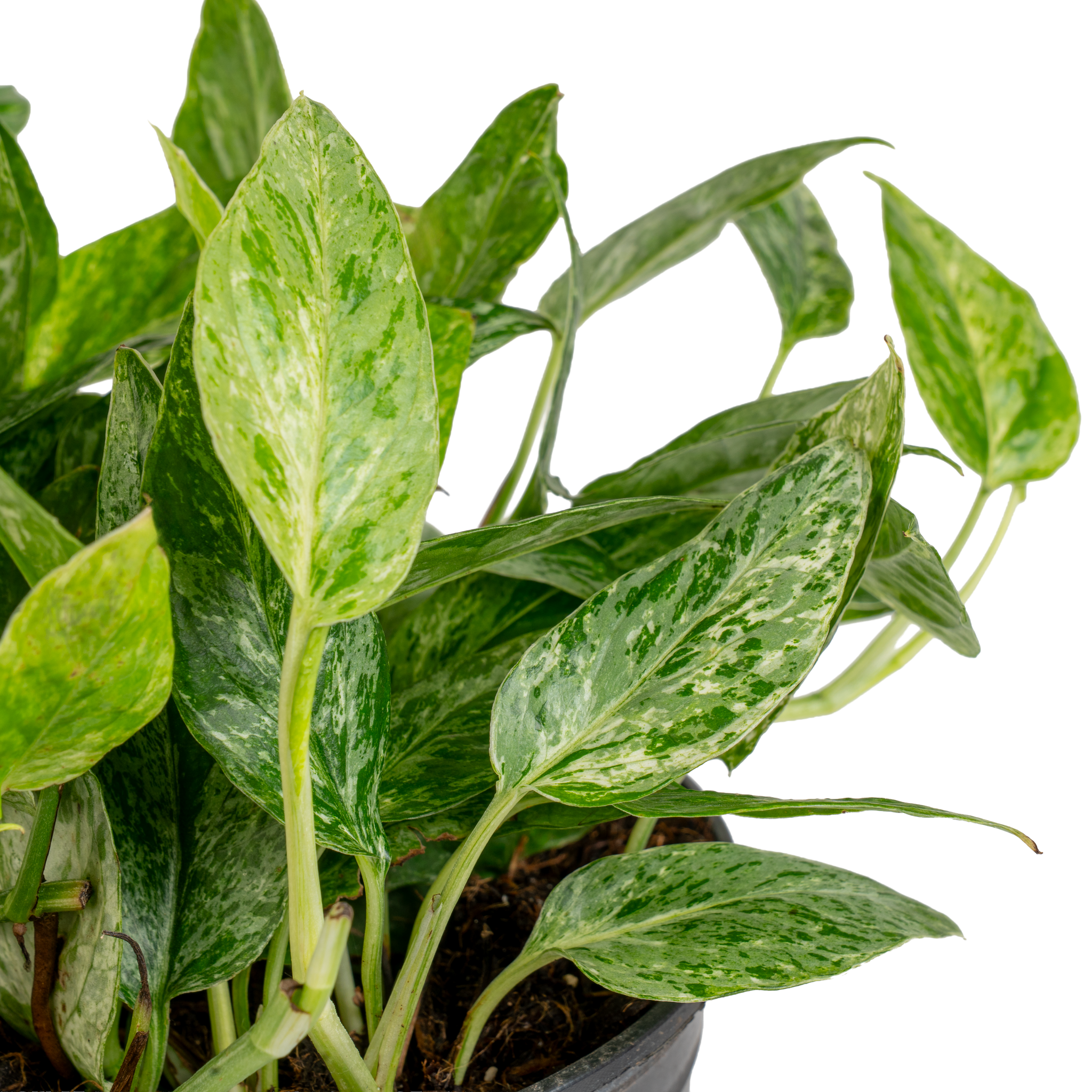 mary pothos Pothos Krabi