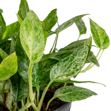 【超マニア向け】Pothos aff.remotiflorus【ラス1】② Pothos Krabi | medium – Costa Farms