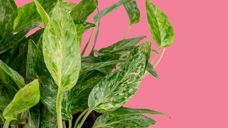 New Pothos on the Block: Krabi
