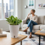 Pothos Krabi | medium