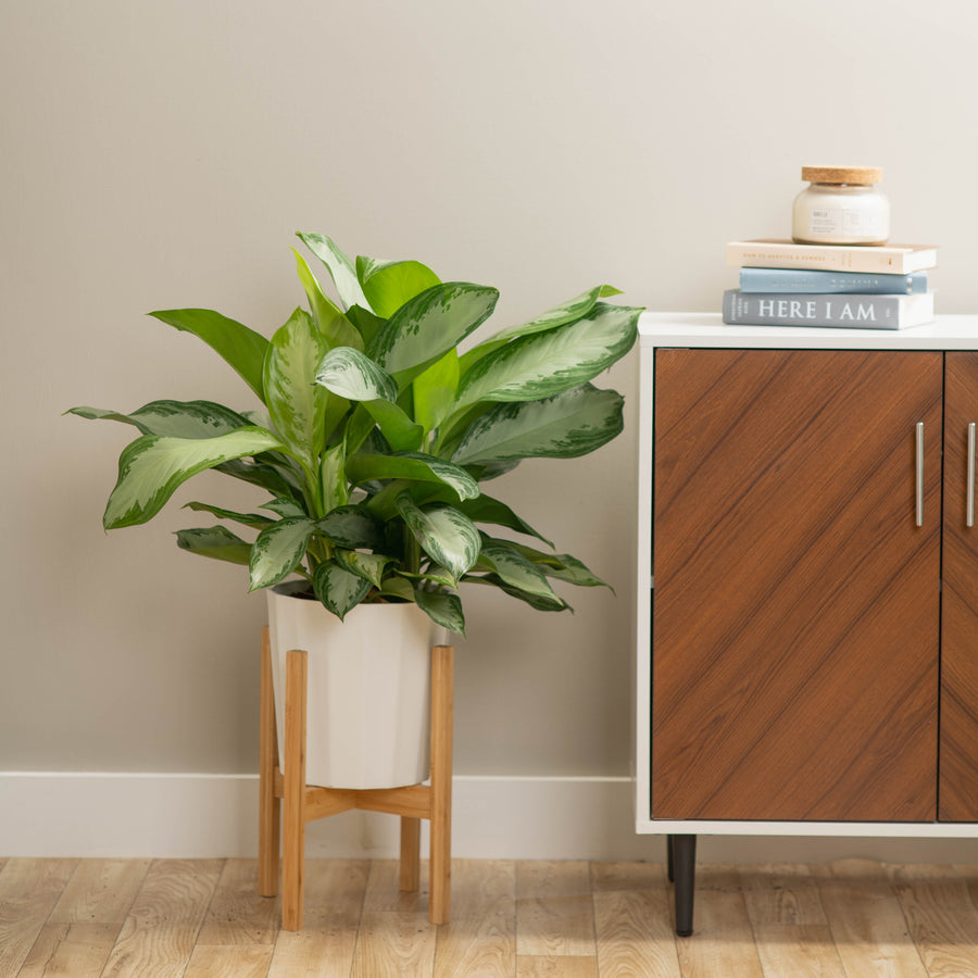 large silver bay aglaonema plant in a fluted white pot in a wooden plant stand, featured next to a cabinet in someones home 