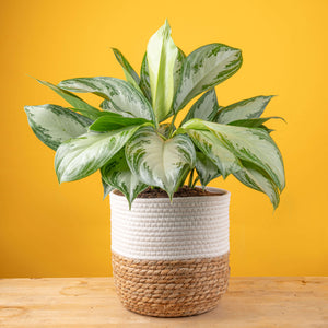 large silver bay aglaonema plant in a two tone weave basket.