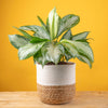 large silver bay aglaonema plant in a fluted white pot in a wooden plant stand