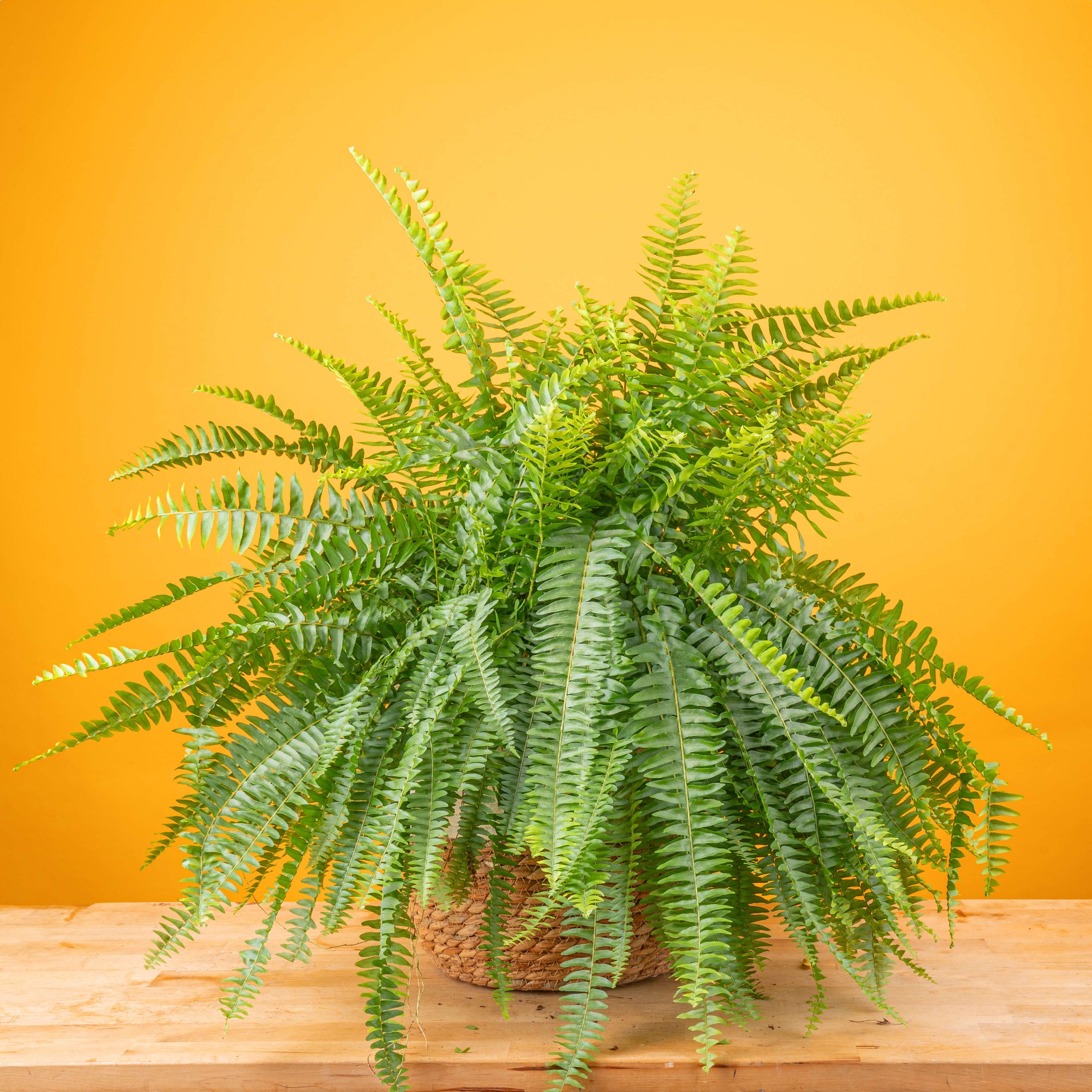 boston fern in large 10 inch pot, the pot is on a wooden stand