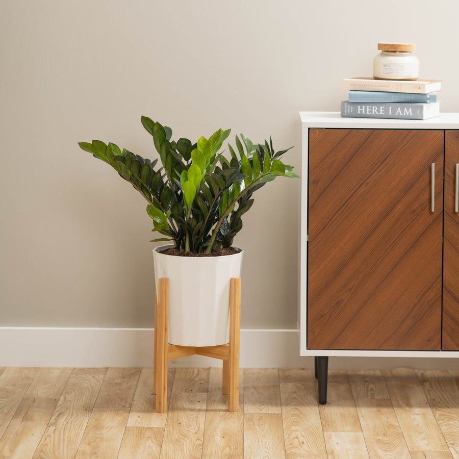 large zz plant in white fluted planter in a wooden plant stand next to a cabinet in a brightly lit home 