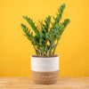 large zz plant in white fluted planter in a wooden plant stand, set against a bright yellowe background