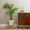 majesty palm plant in white pot with wooden plant stand in a brightly lit living room, next to a wooden cabinet