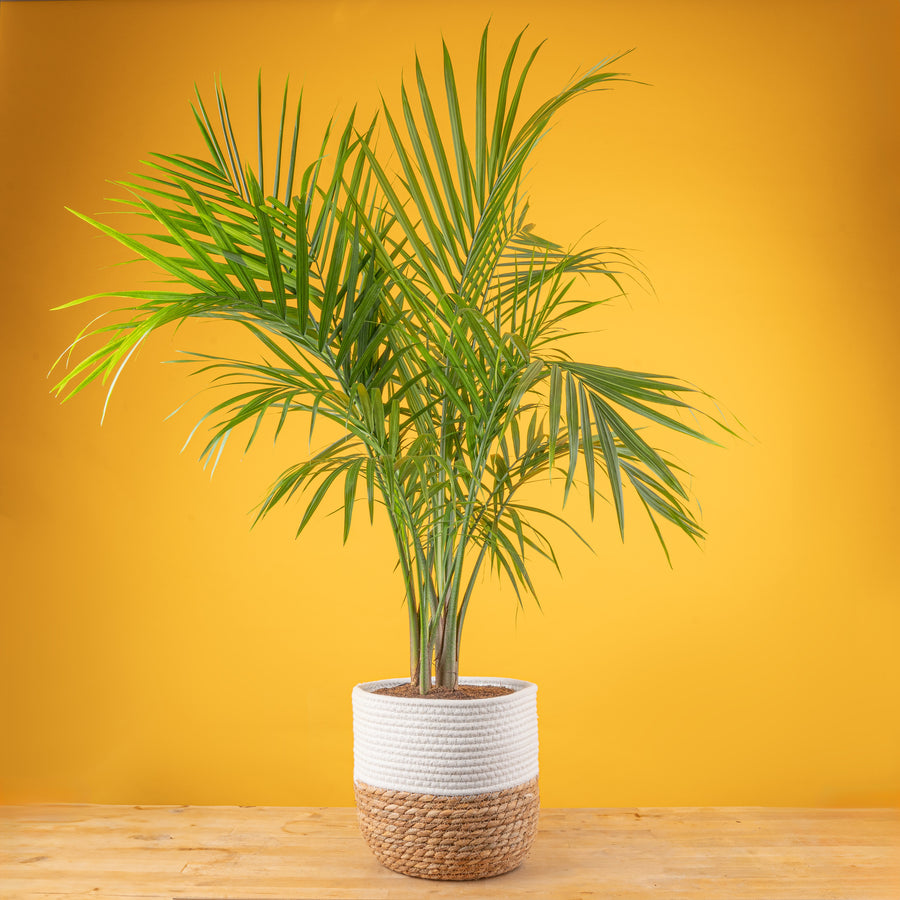 a large majesty palm in a modern fluted white pot in a wooden plant stand, plant is set against a bright yellow background