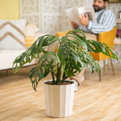 Monstera Esqueleto | Large – Costa Farms