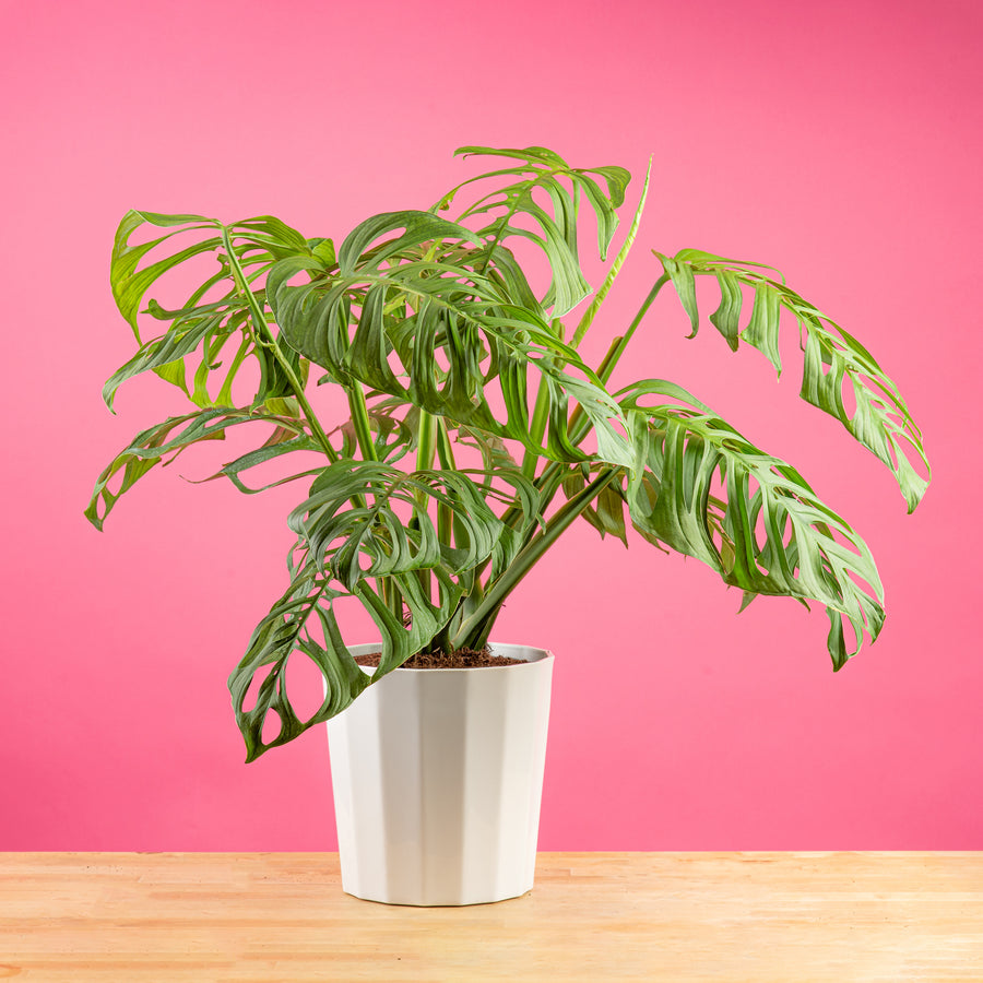 large monstera esqueleto plant with many fenestrations in a modern white fluted pot, set against a bright pink background