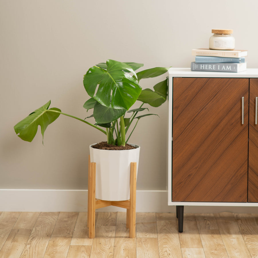 monstera deliciosa plant in white fulted pot in a wooden plant stand, next to a cabinet in a brightly lit living room 