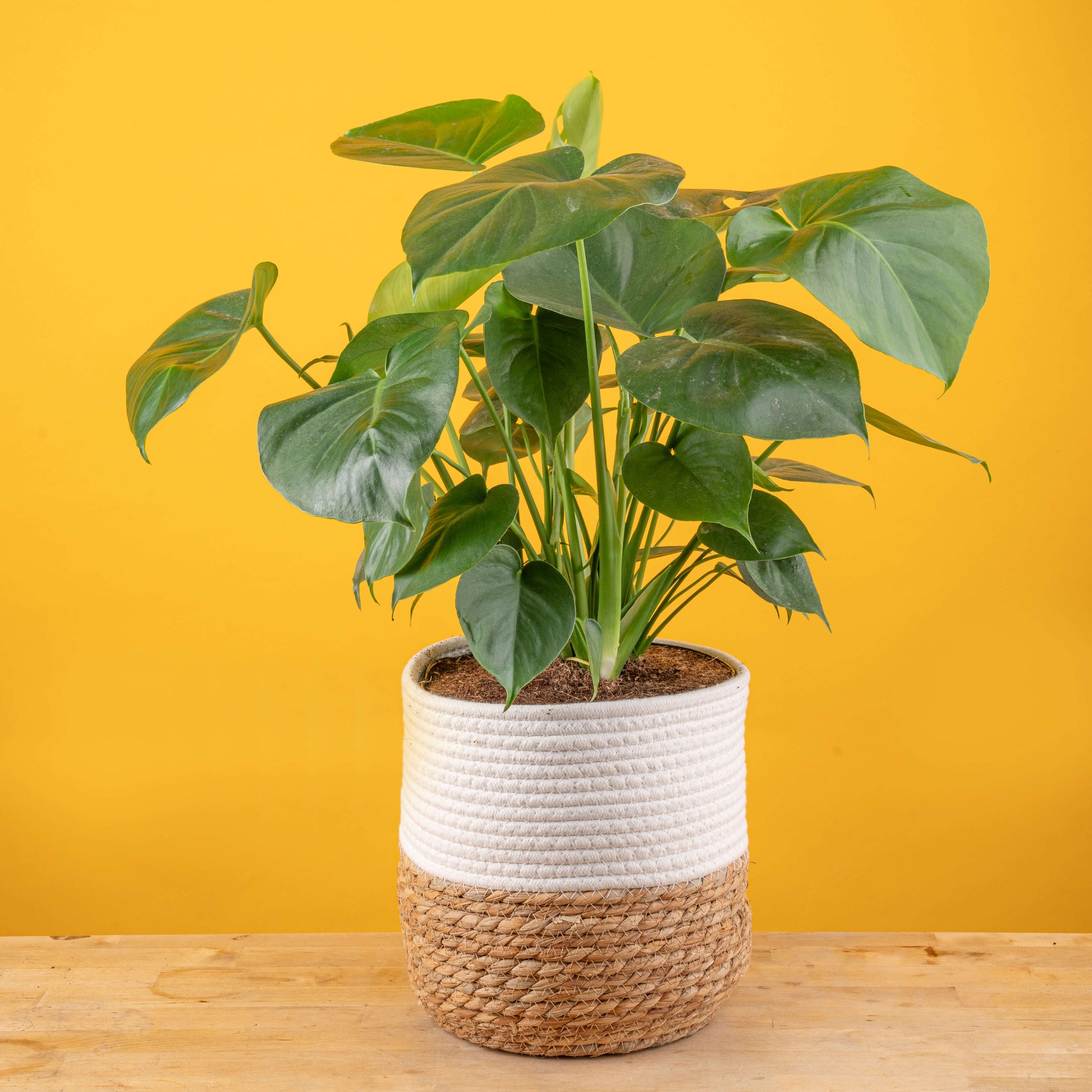 large monstera deliciosa plant in white fluted pot with wooden plant stand, set against a bright yellow background