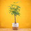 braided pachira money tree in a modern white fluted pot in a wooden plant stand, set against a bright yellow background