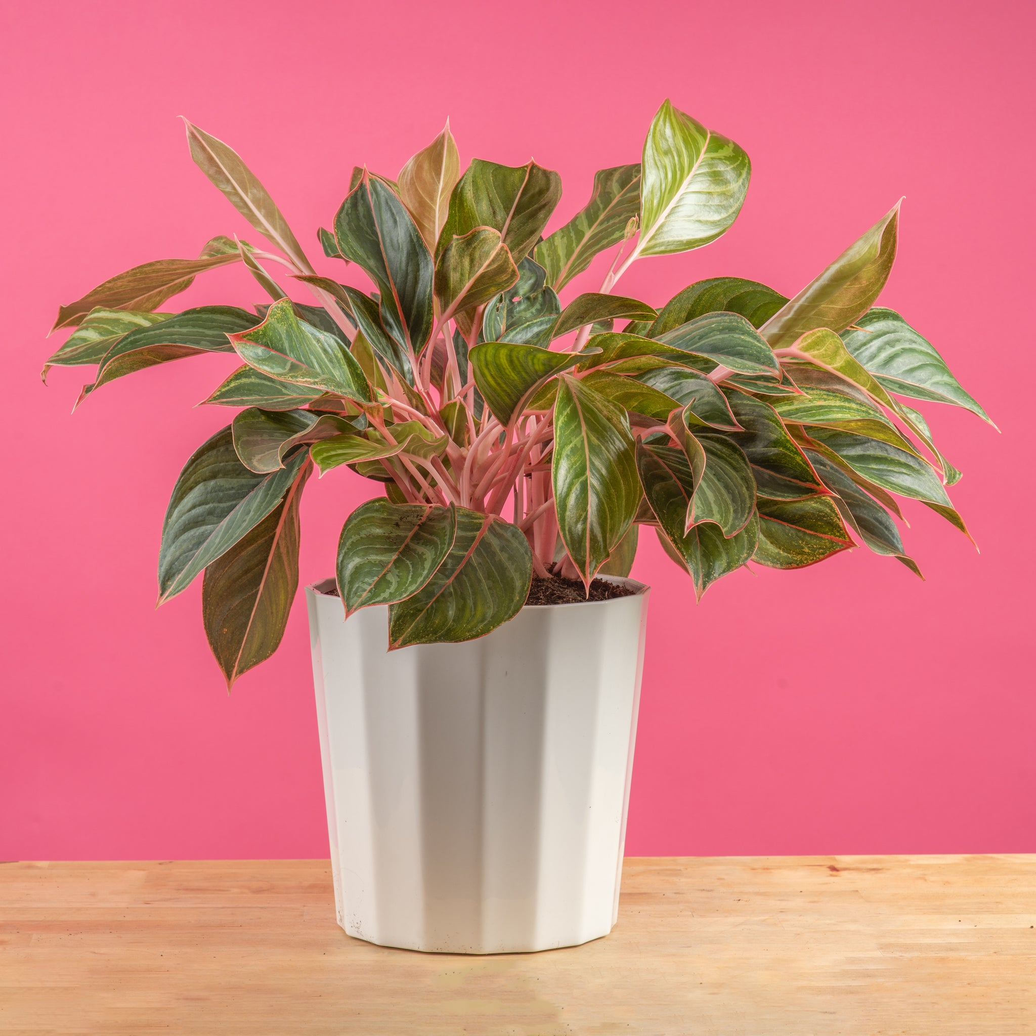 Red Emerald Aglaonema | Large