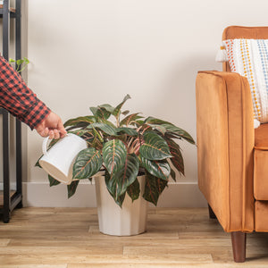 Red Emerald Aglaonema | Large