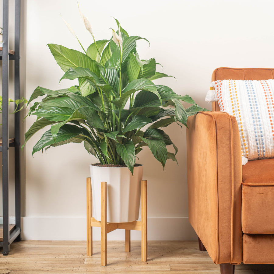 large peace lily sweet pablo in fluted white pot in a wooden plant stand, sitting next to a couch in someones fresh and bright living room 