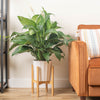 Sweet Pablo Peace Lily | large
