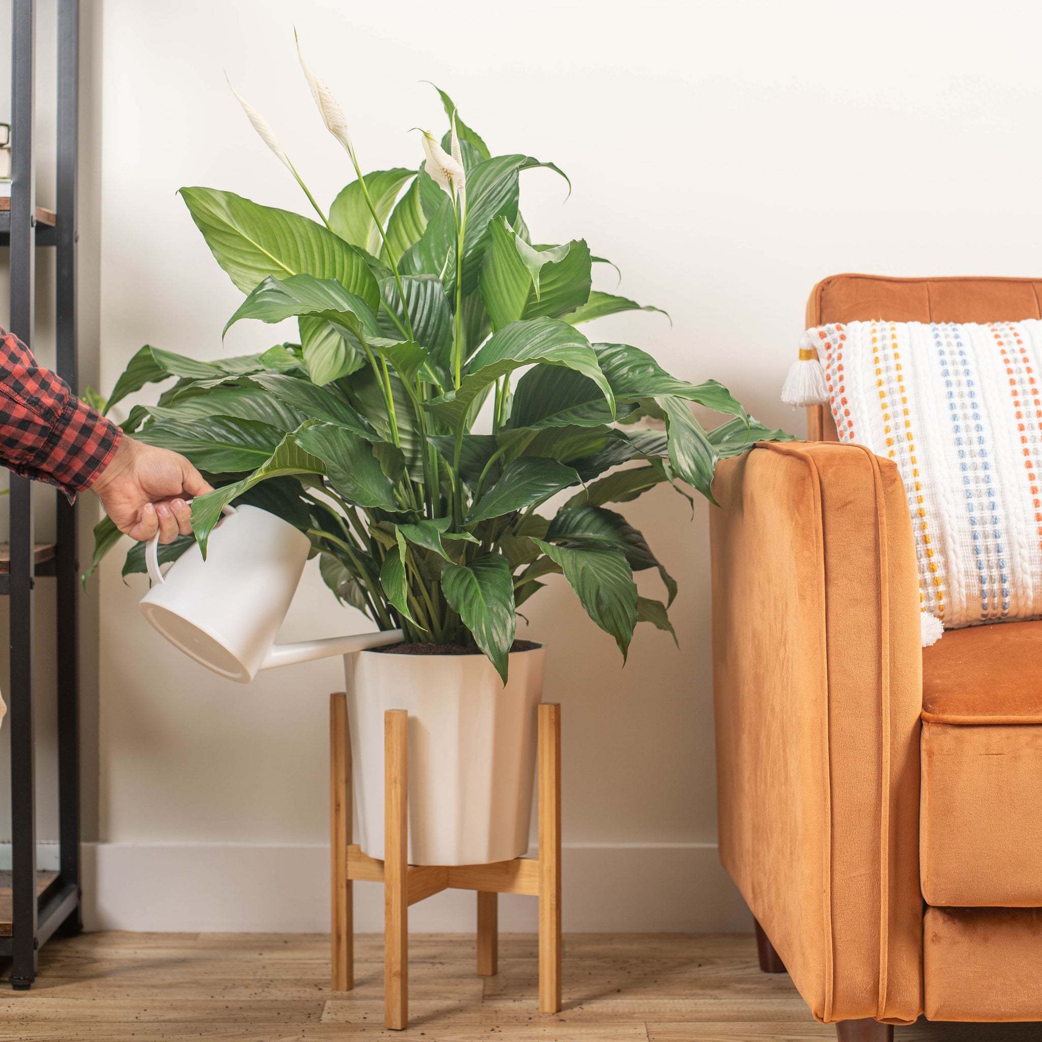 large peace lily sweet pablo in fluted white pot in a wooden plant stand, being watered by someone in their brightly lit living room 