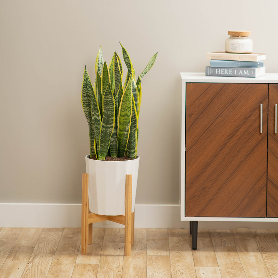 large snake plant in fluted white pot with a wooden plant stand in a brightly lit living room, next to a cabinet 