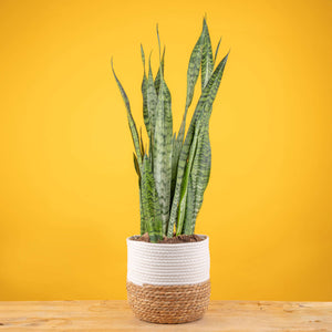A large snake plant in a two tone weave basket, set against a bright yellow background.