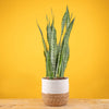 large snake plant in fluted white pot with a wooden plant stand, set against a bright yellow background