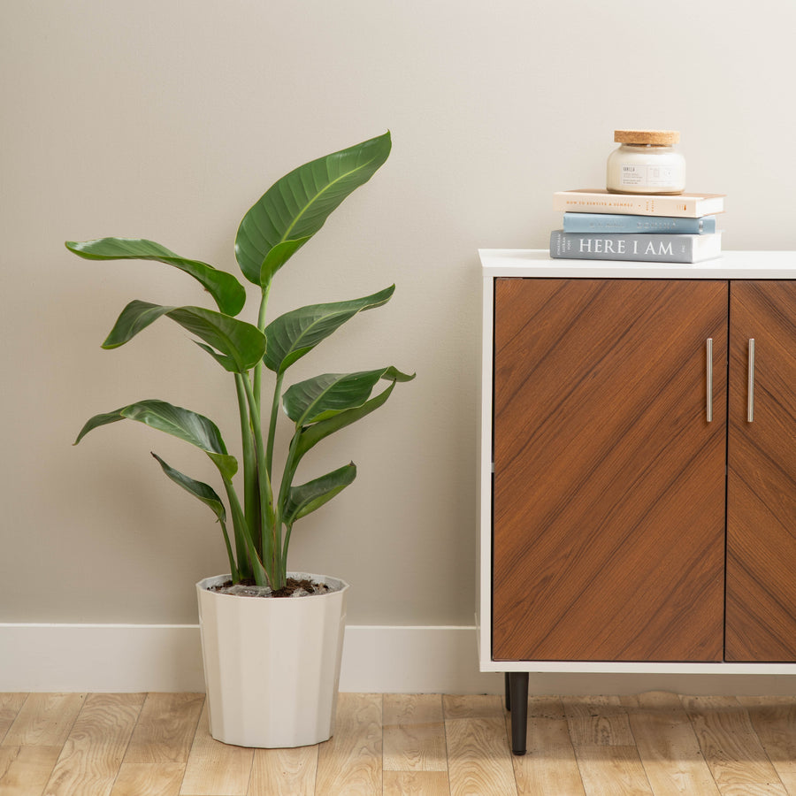 large white bird of paradise in a fluted white pot in a wooden plant stand, in someones home, set next to a cabinet 