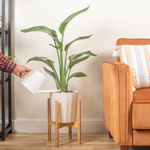 large white bird of paradise in a fluted white pot in a wooden plant stand, in someones brightly lit living room, being watered and cared for by someone 