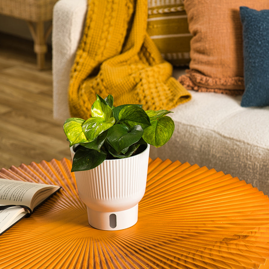 A Lemon Top pothos plant sits on an orange coffee table.  