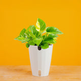 Lemon Top Pothos | medium