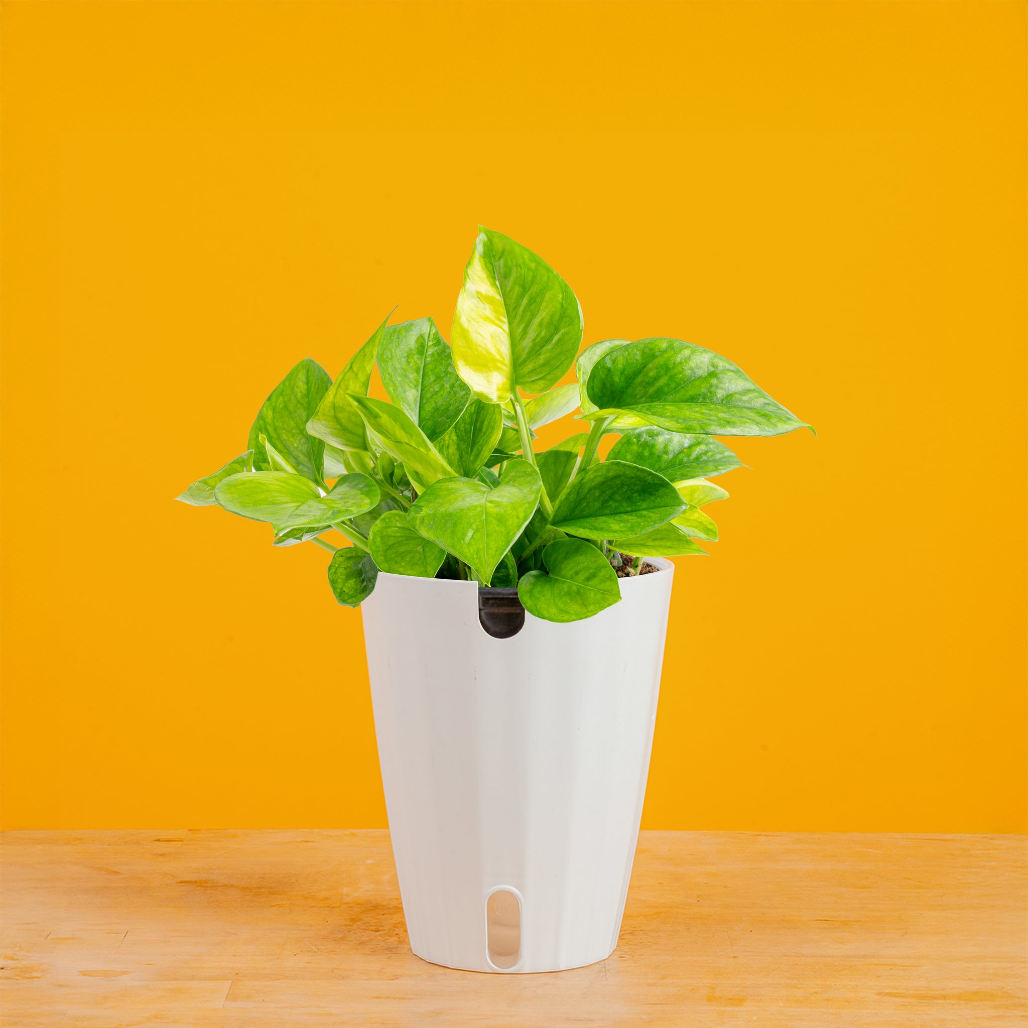 pothos npm Lemon Meringue