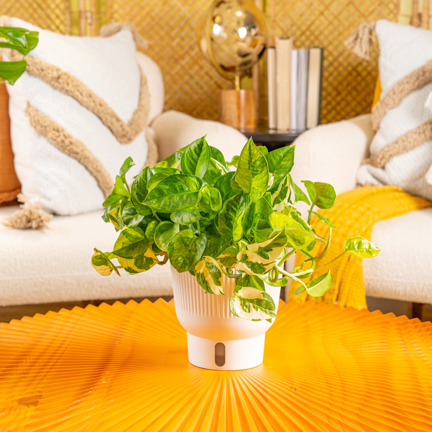 A Lemon Meringue plant sits on a bright yellow coffee table. It is in a beautifully decorated living space. 