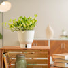 A Lemon Meringue plant sits on a light wooden shelf. The leaves are full and have green and yellow variegation. 