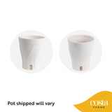 Albo Pothos | medium